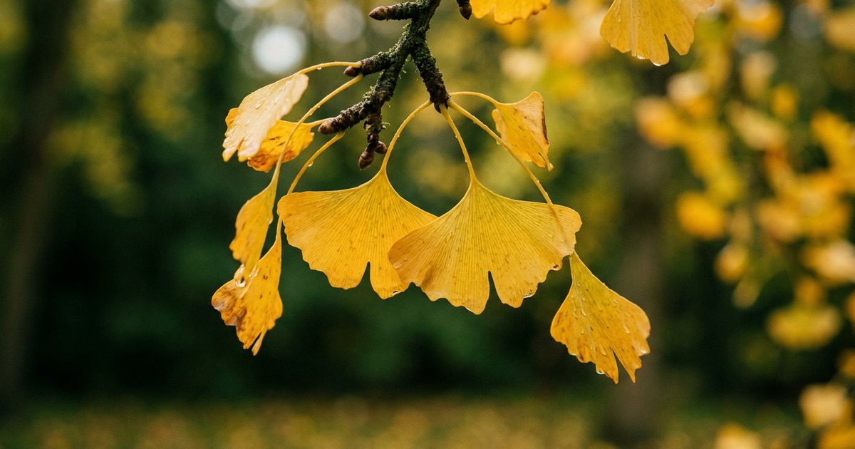 Ginkgo Biloba and Antidepressants: Potential Interactions - GinkgoHub