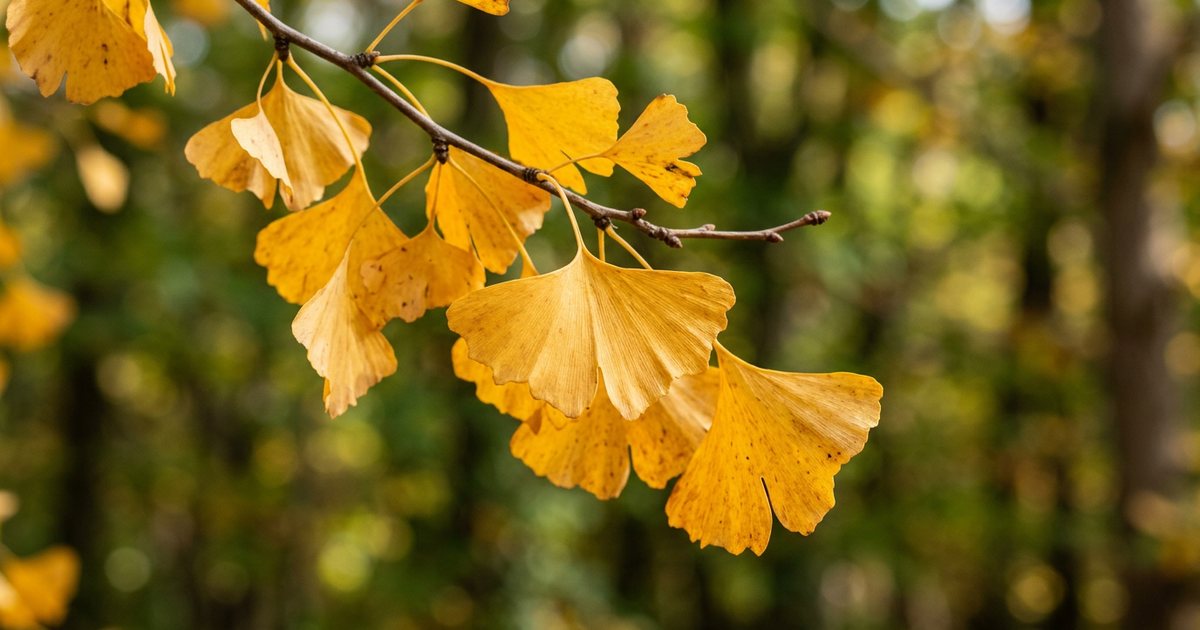 Anti-Inflammatory Actions of Ginkgo Biloba - GinkgoHub