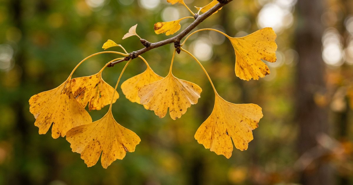 The Potential for Ginkgo Anticoagulants Interaction - GinkgoHub