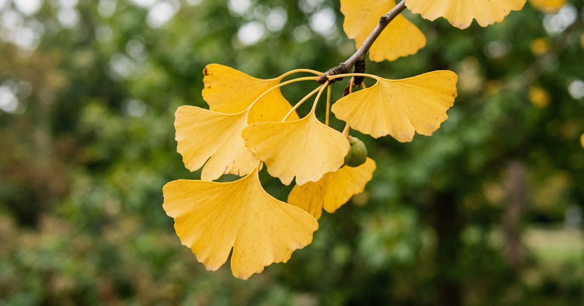 Ginkgo Biloba: Potential Interactions and Safety Concerns - GinkgoHub