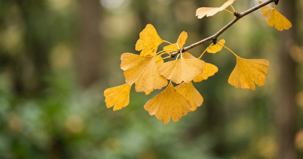 Ginkgo Biloba for Migraines and Headaches: What the Evidence Suggests - GinkgoHub