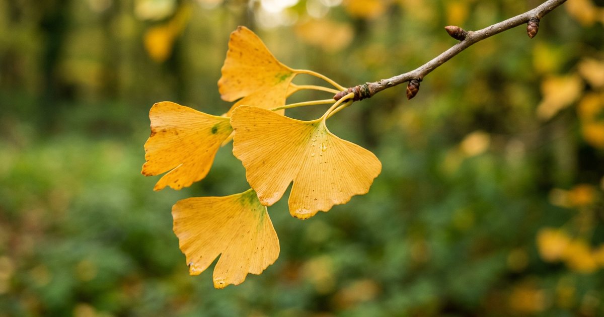 Potential for Ginkgo Statin Interaction: What the Research Suggests - GinkgoHub