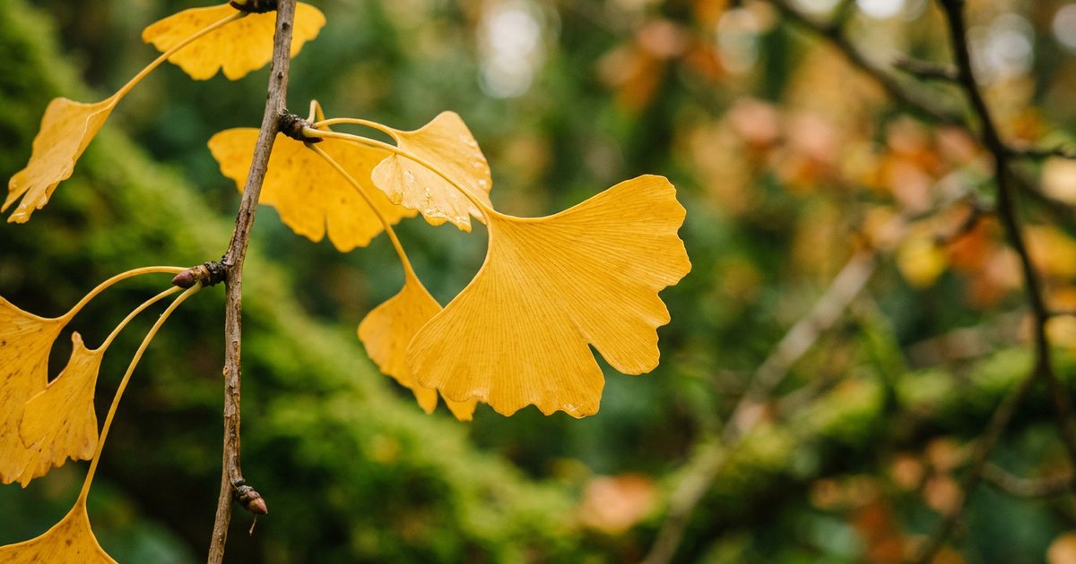 Specific Types of Antidepressants and Interaction Considerations - GinkgoHub
