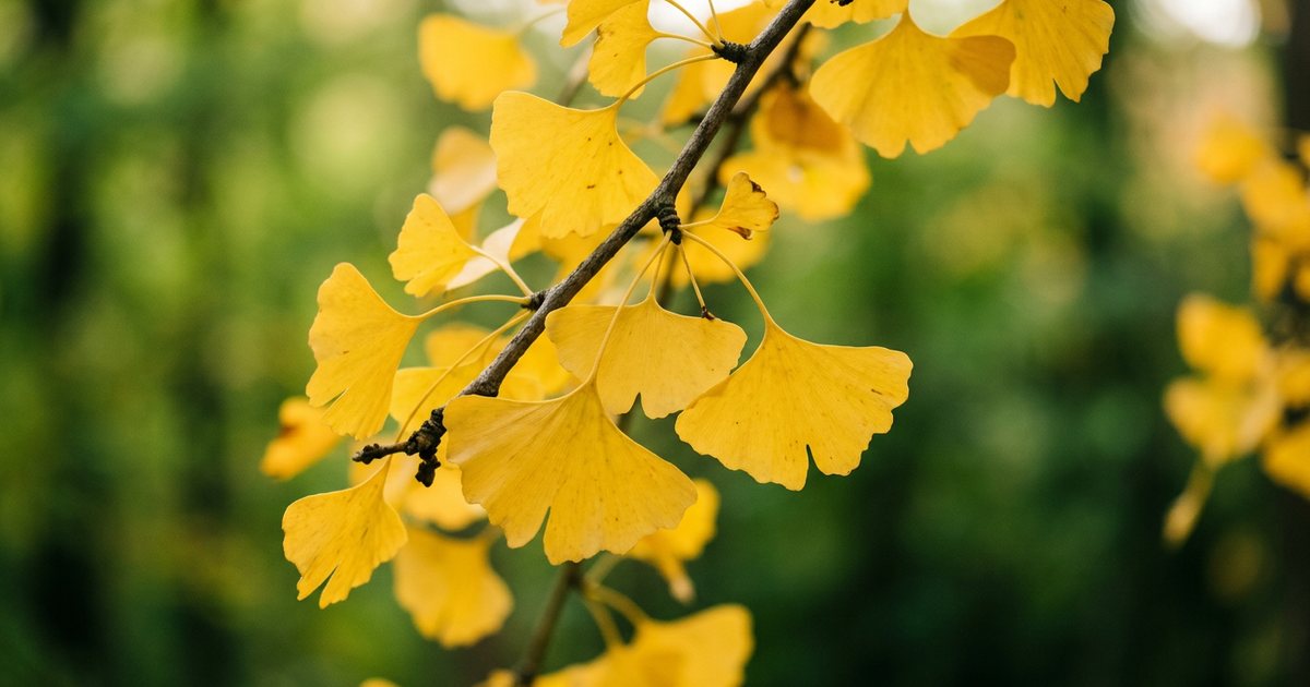 Protecting Brain Cells: The Ginkgo Antioxidant Benefits - GinkgoHub