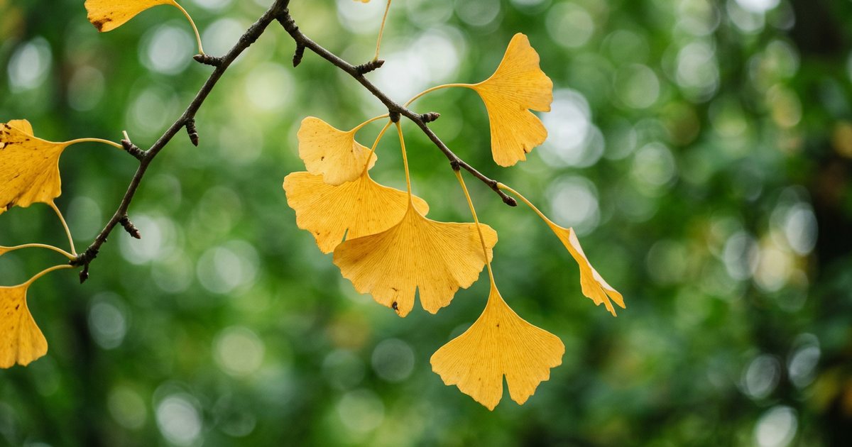 Ginkgo Biloba for Memory and Cognitive Sharpness: What the Evidence Says - GinkgoHub