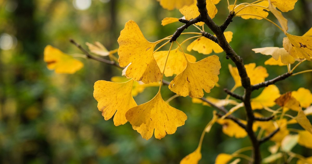 What to Look for in a Ginkgo Biloba Supplement - GinkgoHub