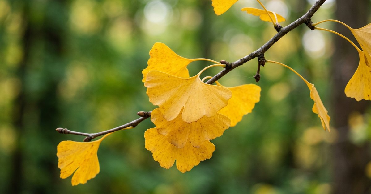 Factors Influencing Ginkgo Bioavailability and Absorption - GinkgoHub