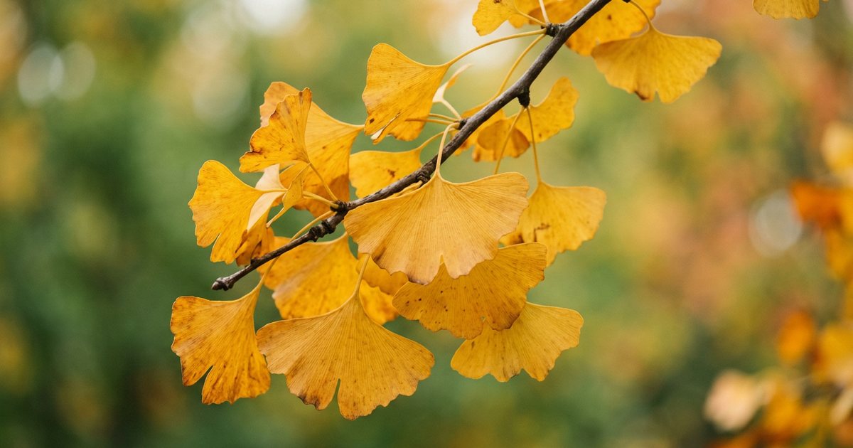 Choosing a Quality Ginkgo Biloba Extract - GinkgoHub