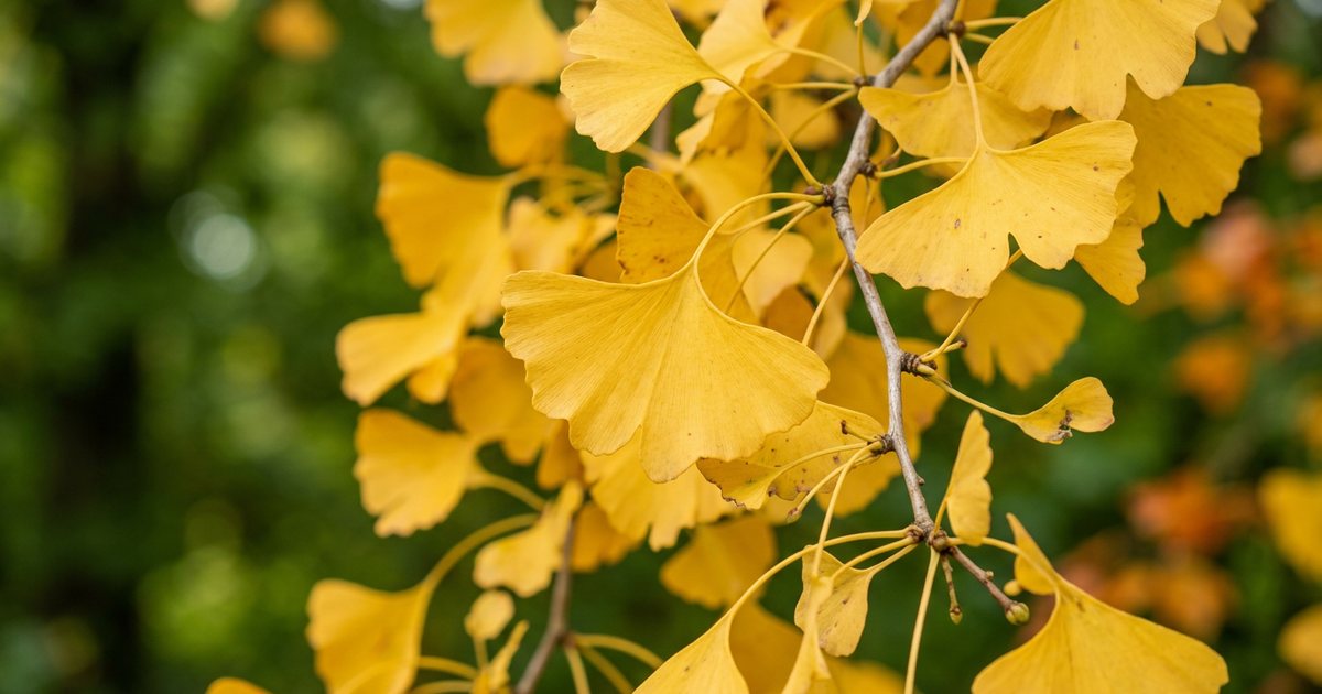Liposomal Formulations and Enhanced Absorption - GinkgoHub