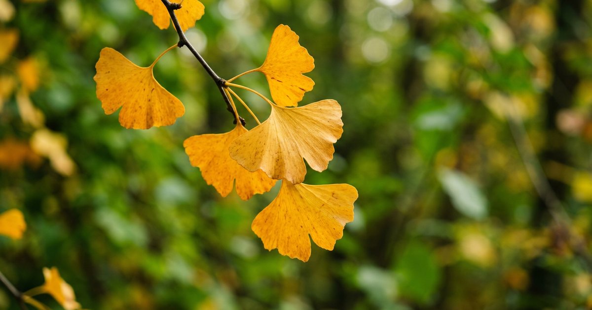 Potential Interactions: Ginkgo Biloba and Antihypertensive Drugs - GinkgoHub