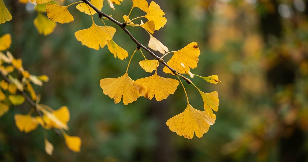 Interaction with Antiplatelet Drugs and Other Agents - GinkgoHub