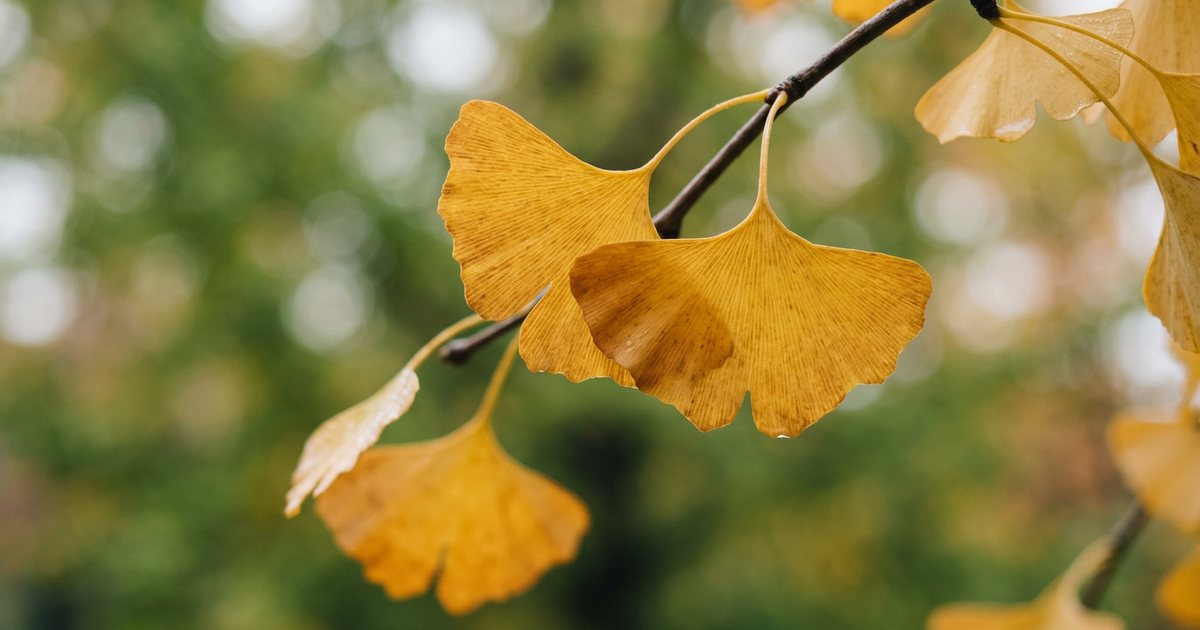Safety Considerations for Women in Midlife and Menopause - GinkgoHub