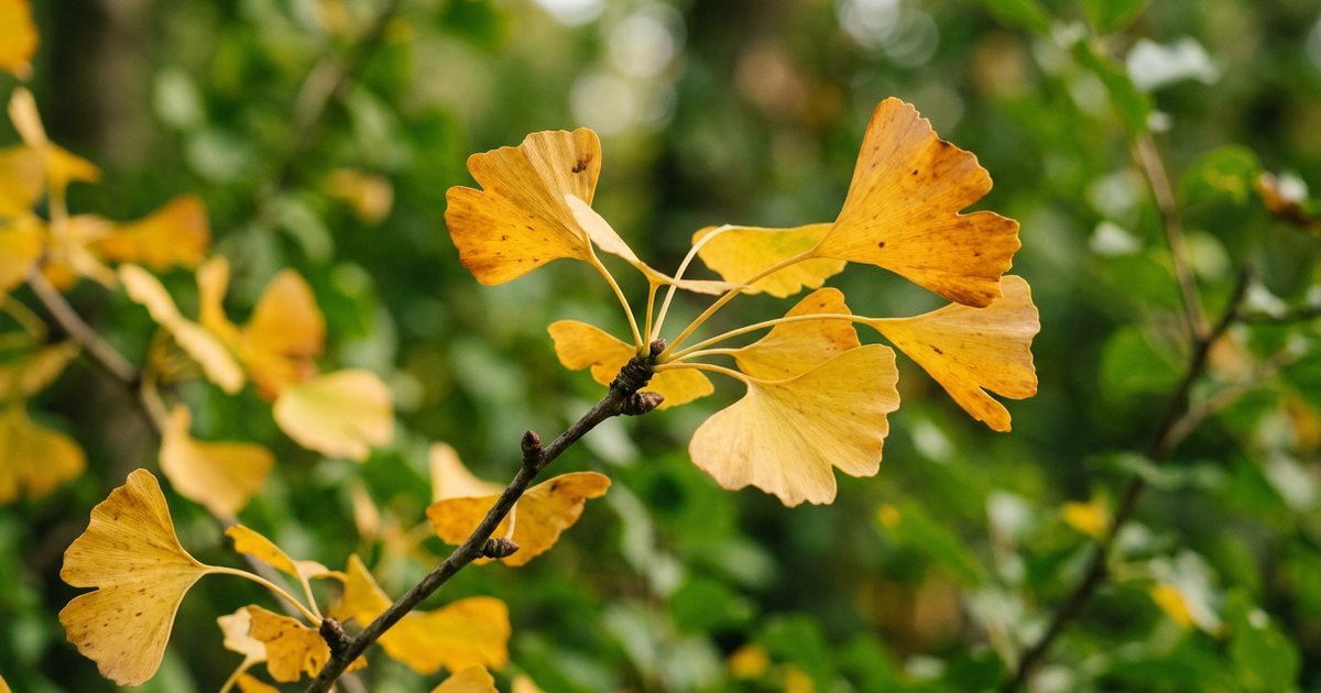 Mechanisms of Action: How Ginkgo Might Influence BDNF - GinkgoHub