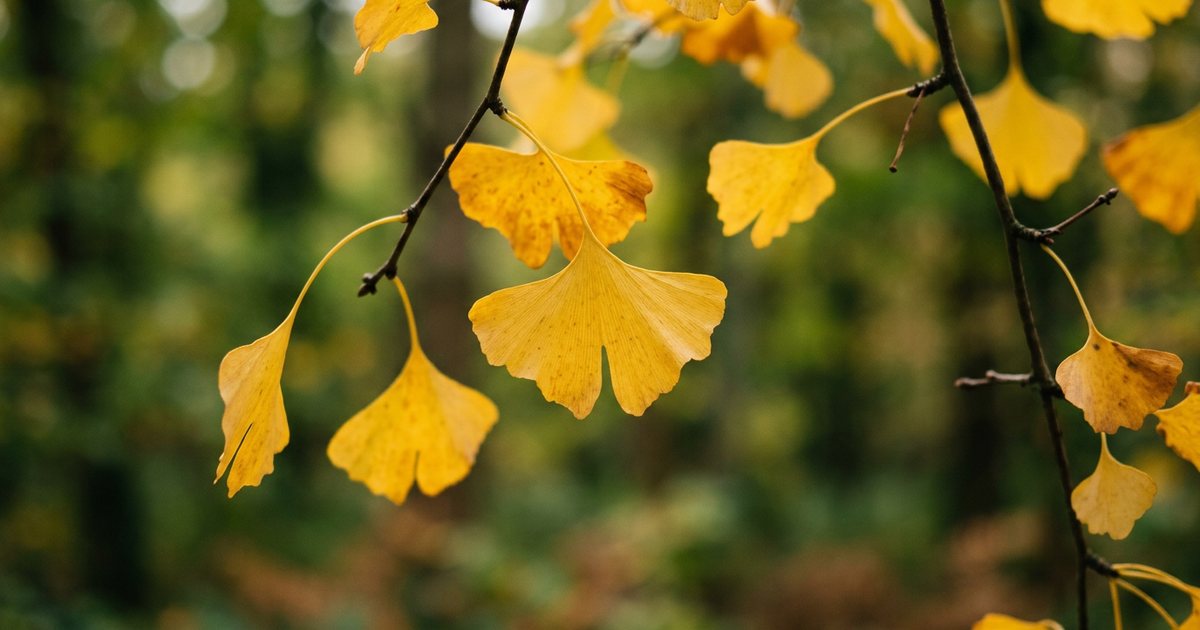 Ginkgo and Mental Fatigue: What the Evidence Suggests - GinkgoHub