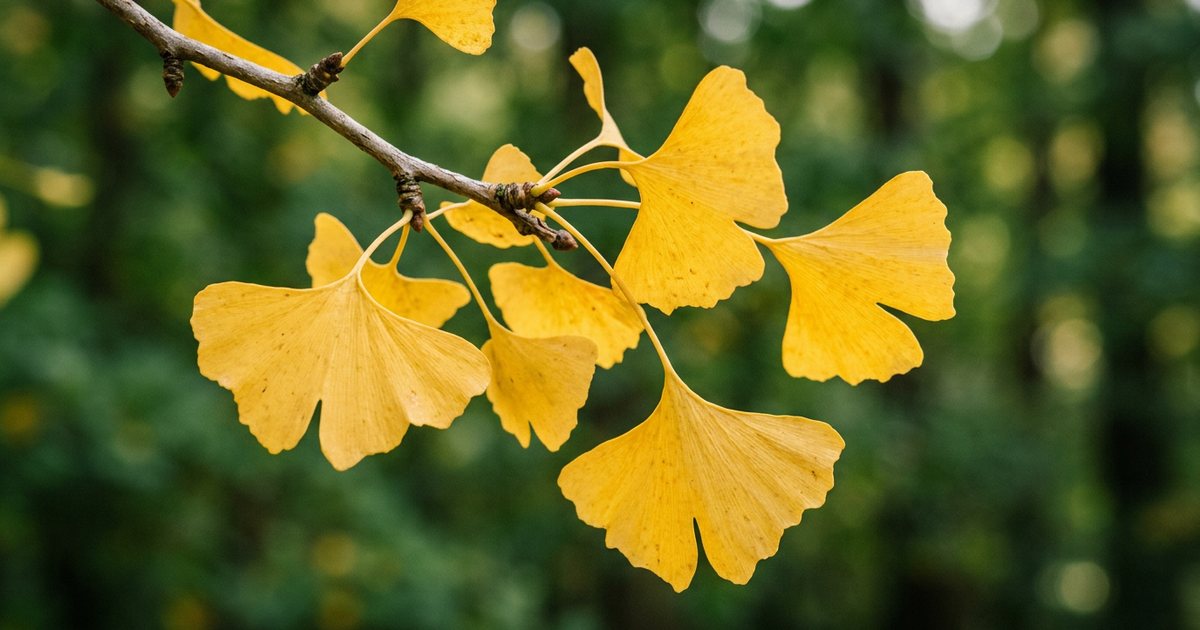 Age-Related Considerations for Ginkgo Dosage in Midlife Women - GinkgoHub