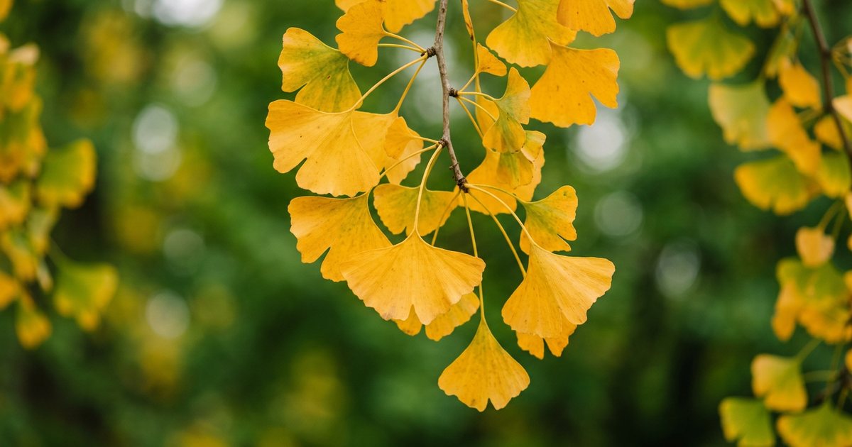 Dosage Ranges Explored for Cognitive Support - GinkgoHub