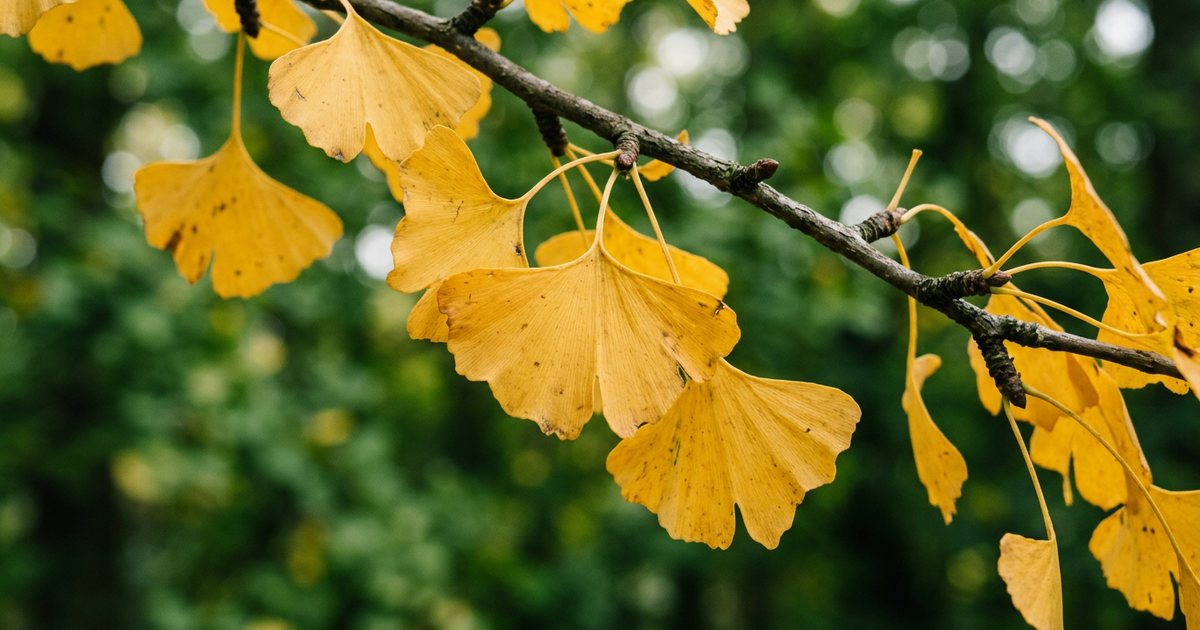 Estrogenic Compounds in Ginkgo Biloba: What We Know - GinkgoHub