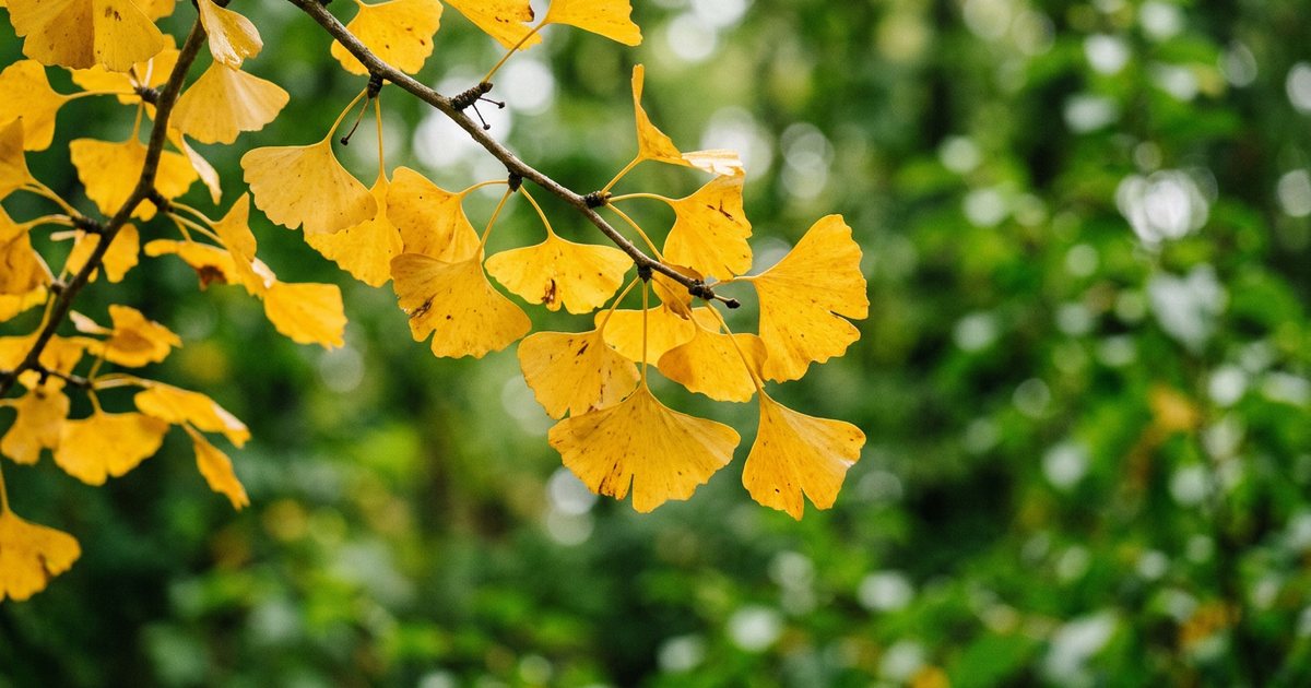 Ginkgo Biloba: A Look at the Evidence for Concentration - GinkgoHub