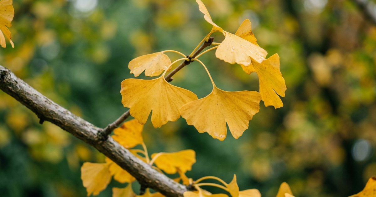Lifestyle Factors Supporting Concentration - GinkgoHub