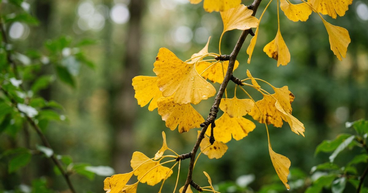What We Don’t Know Yet About Ginkgo and Perimenopausal Mood - GinkgoHub
