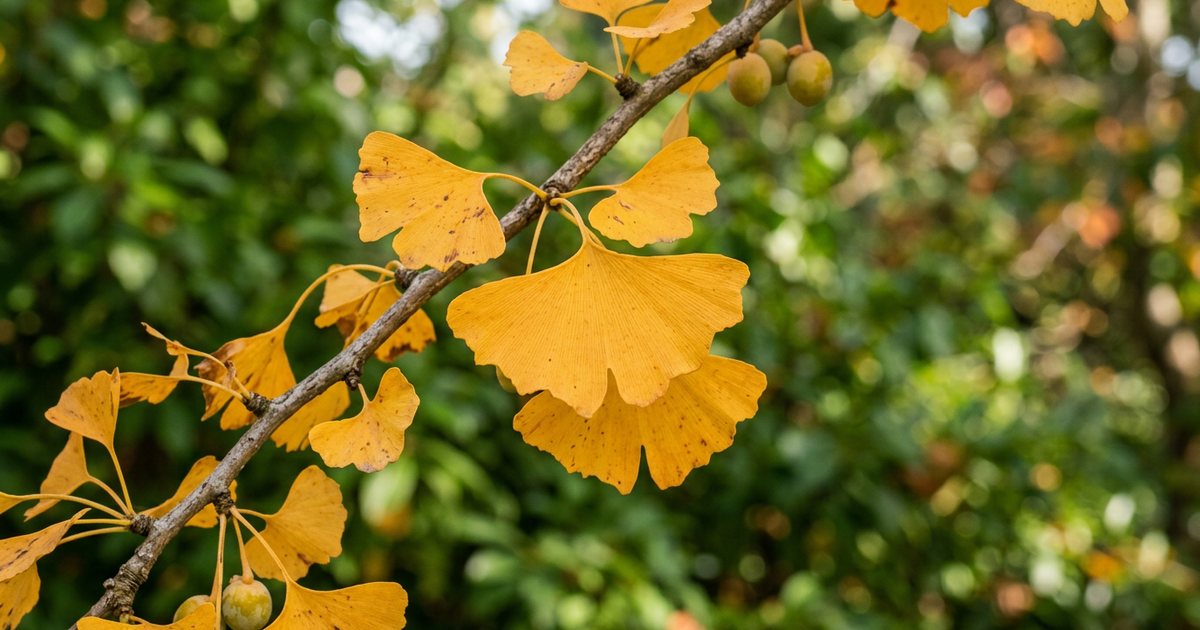 Ginkgo and Comfort in Hands and Feet - GinkgoHub