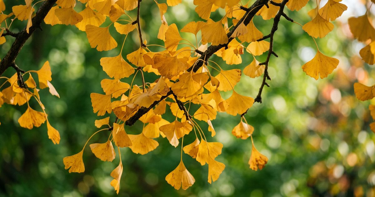 Ginkgo Biloba for Cognitive Support and Broader Well-being - GinkgoHub