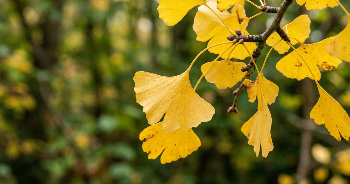 Liquid Extracts: Potency and Absorption Considerations - GinkgoHub