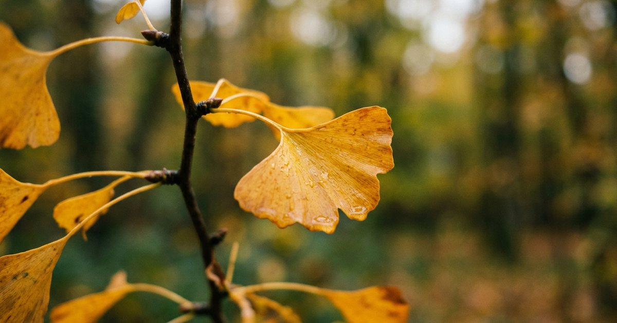 Ginkgo and Migraine: Early Insights and Mountain Sickness - GinkgoHub