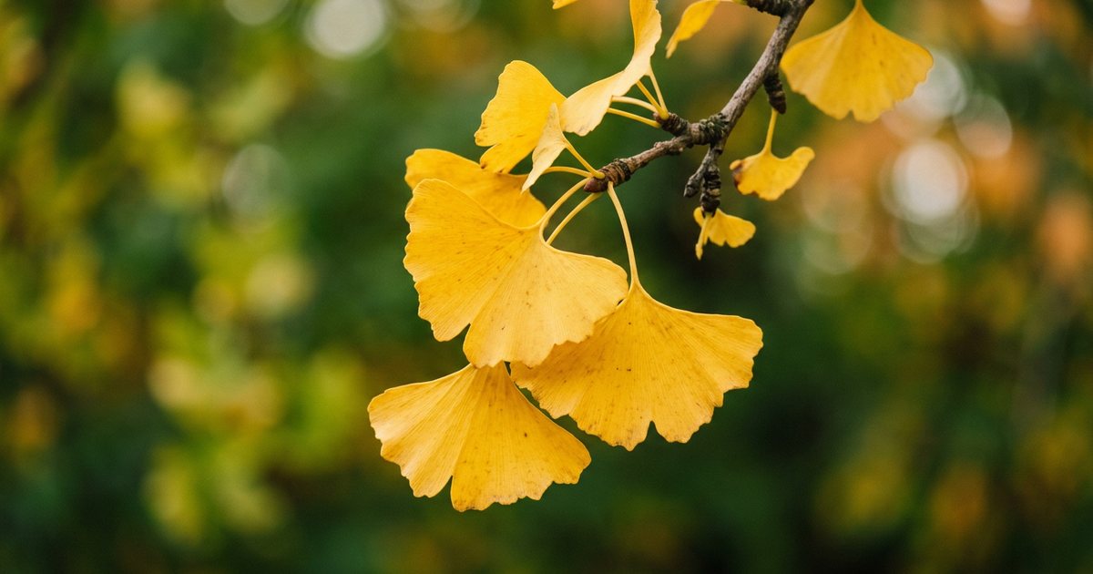 Ginkgo and Medication Interactions: A Key Consideration for Long-Term Use - GinkgoHub