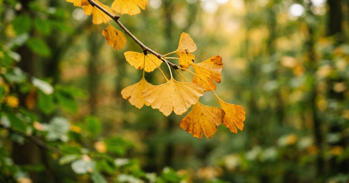Considerations for Specific Health Conditions - GinkgoHub