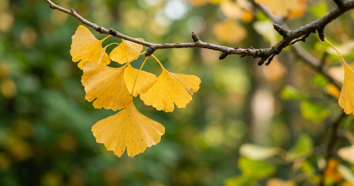 Safety and Tolerability Considerations for Women in Midlife - GinkgoHub