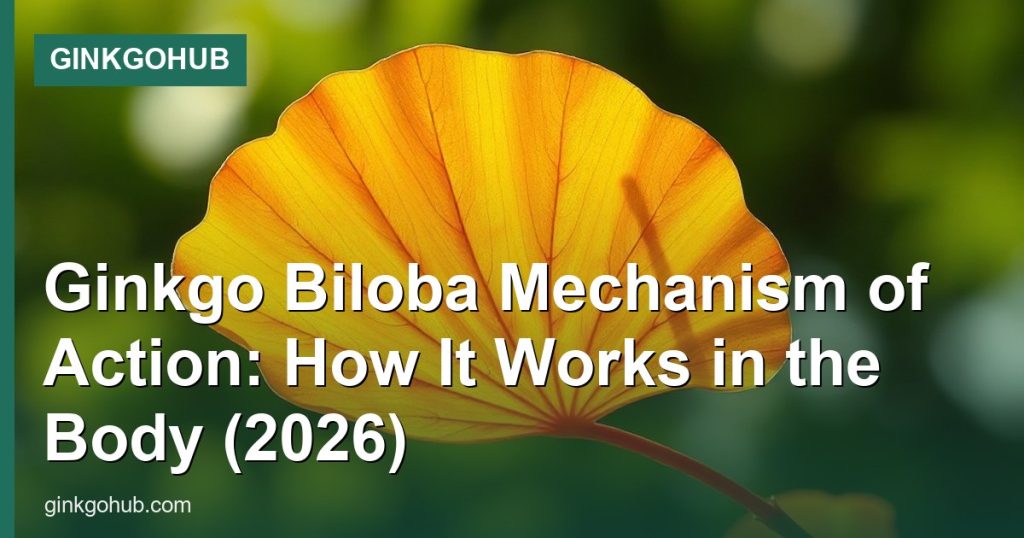 Ginkgo Biloba Mechanism of Action: How It Works in the Body (2026) - GinkgoHub