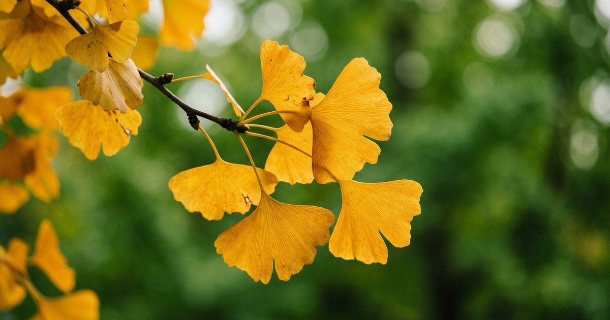 Supporting Cerebral Blood Flow - GinkgoHub