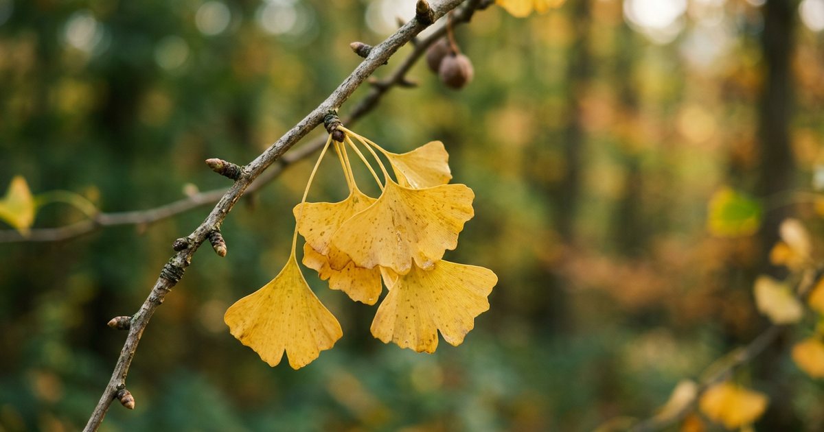 Ginkgo Biloba and Perimenopausal Memory: Specific Evidence - GinkgoHub