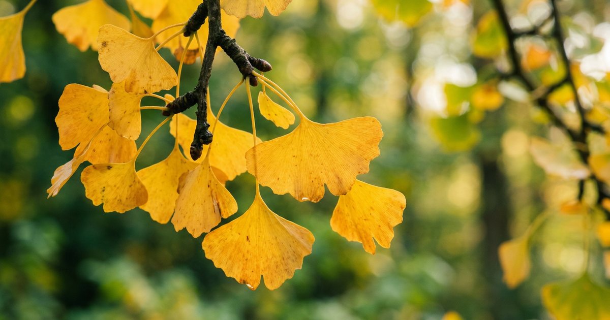 Considerations for Ginkgo Biloba Use - GinkgoHub