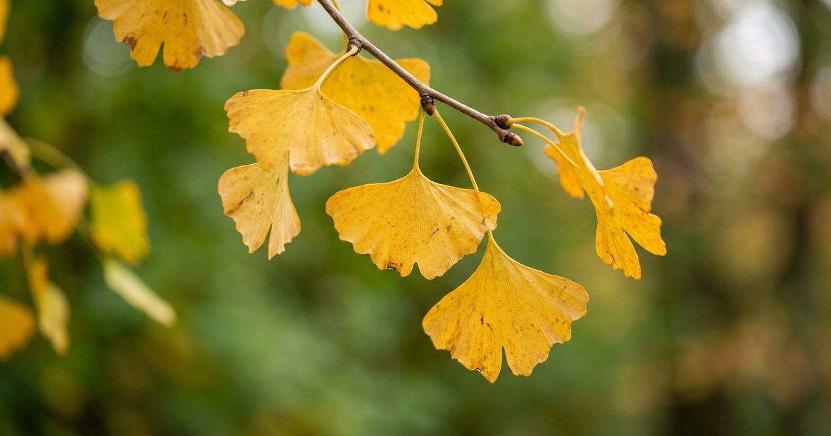 Is There an Optimal Time of Day for Ginkgo Biloba? - GinkgoHub