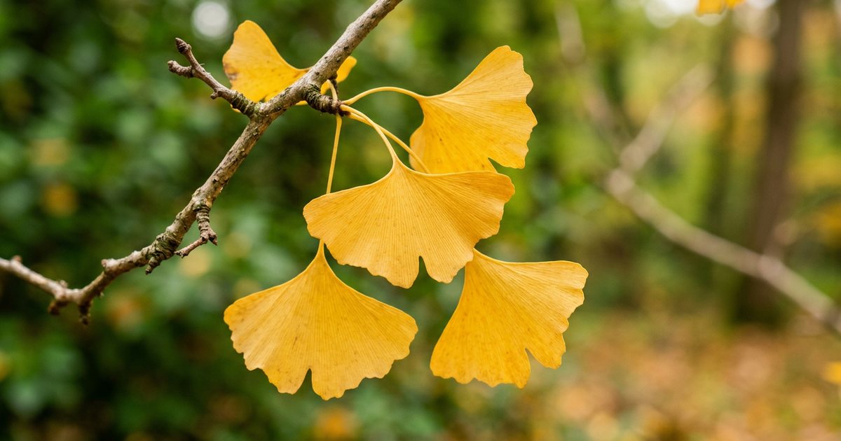 Potential Mechanisms (Hypothetical) - GinkgoHub