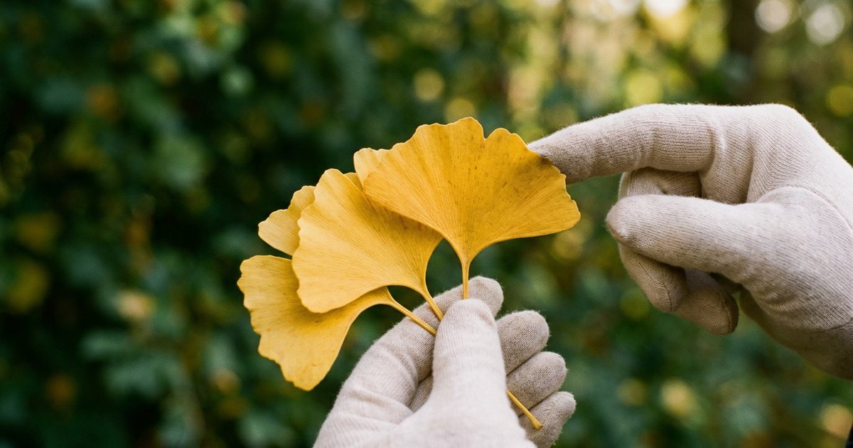 Standardized Extracts and Potency Verification - GinkgoHub