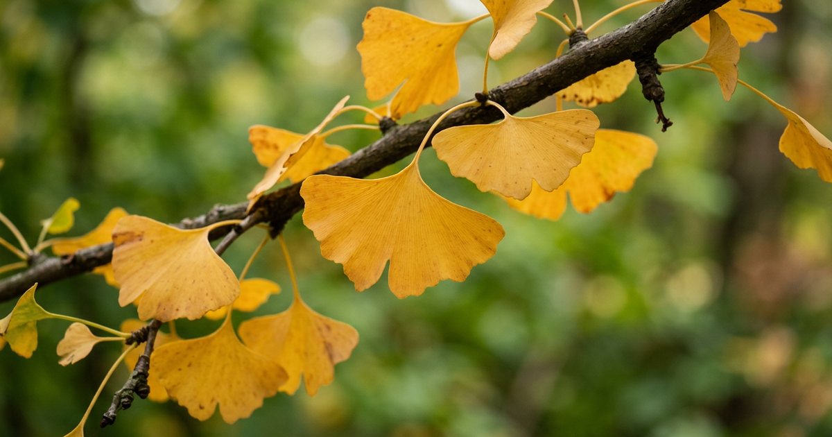 Dosage and Administration: Minimizing Side Effects - GinkgoHub