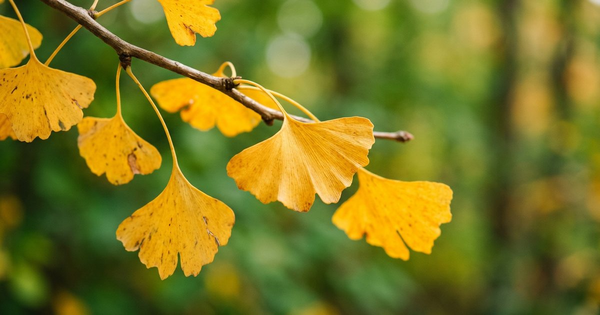What Specific Compounds Are Standardized in Ginkgo Extracts? - GinkgoHub