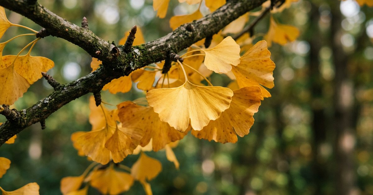 Beyond the Leaves: Traditional Uses of Ginkgo Nuts - GinkgoHub