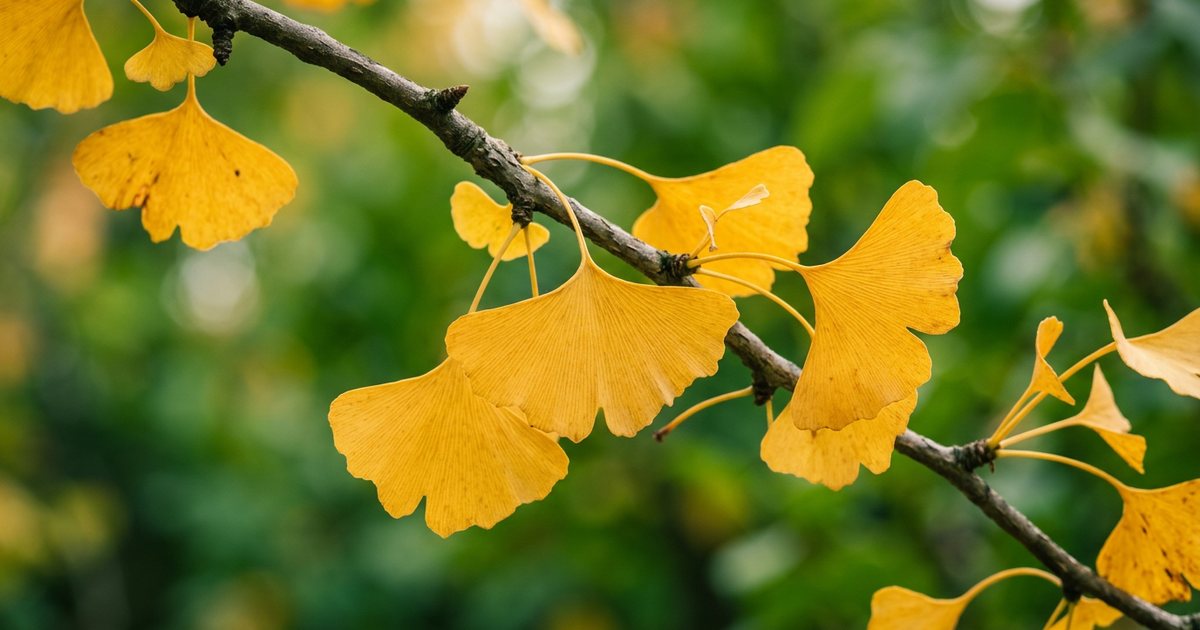Ginkgo Biloba and Vascular Permeability - GinkgoHub