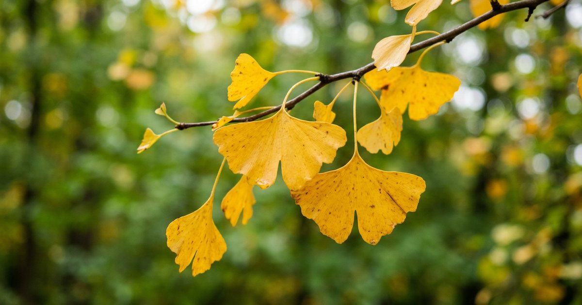 The Ginkgo Vasodilation Mechanism: Promoting Cerebral Blood Flow - GinkgoHub