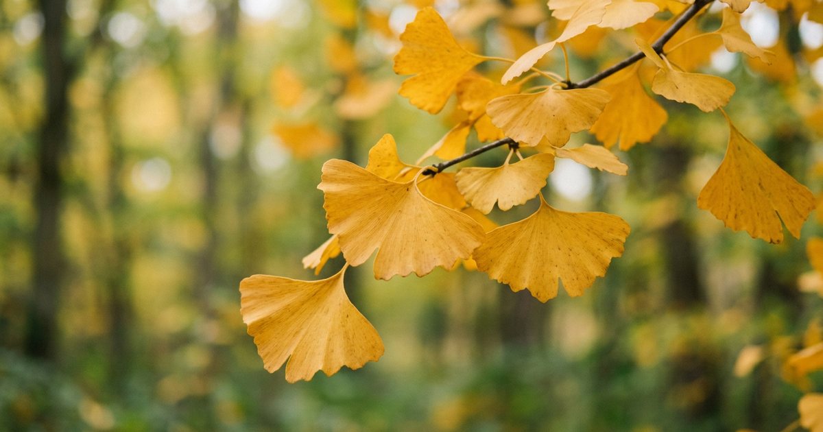 Ginkgo Biloba and Phosphatidylserine: A Combined Approach - GinkgoHub
