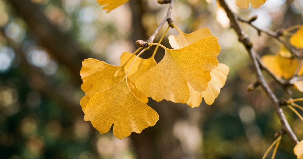 Ginkgo vs. Ginseng: Are They Better Together? - GinkgoHub