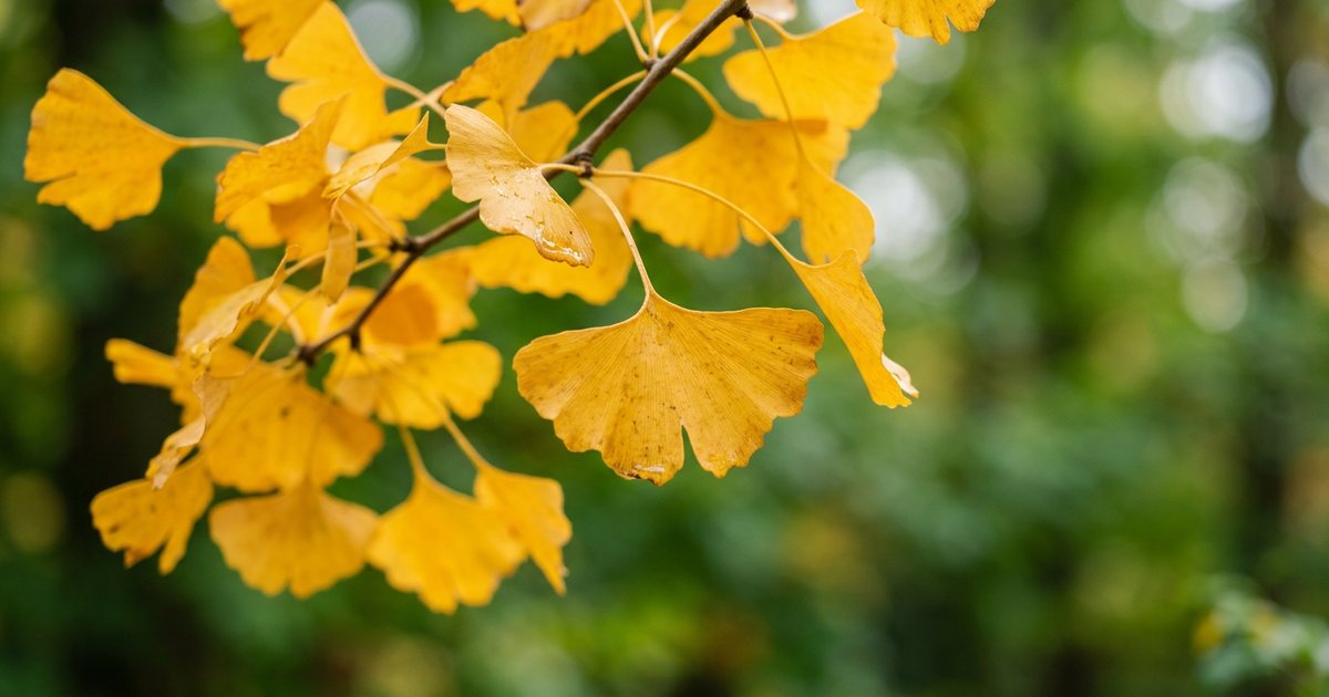 Ginkgo Biloba and Panax Ginseng: Combined Effects - GinkgoHub