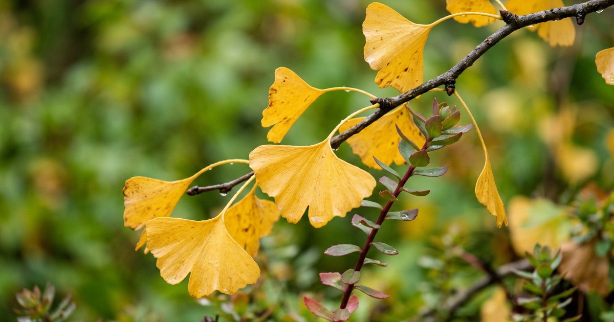 Rhodiola Rosea: Supporting Stress Response and Fatigue - GinkgoHub