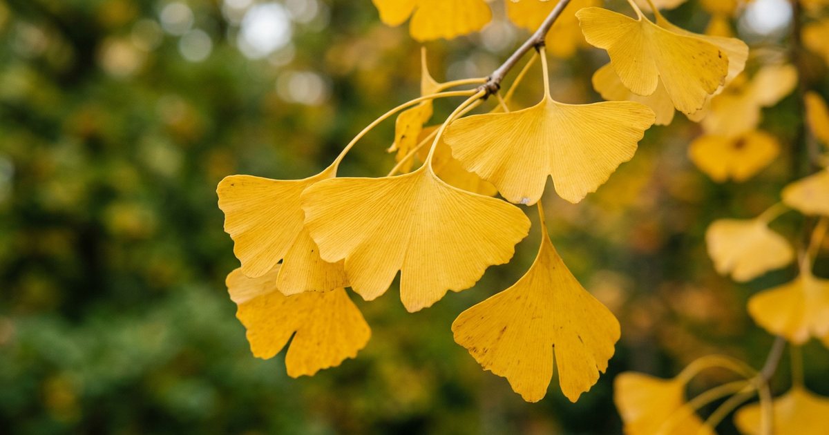 Potential Interactions: Ginkgo Biloba and HRT - GinkgoHub