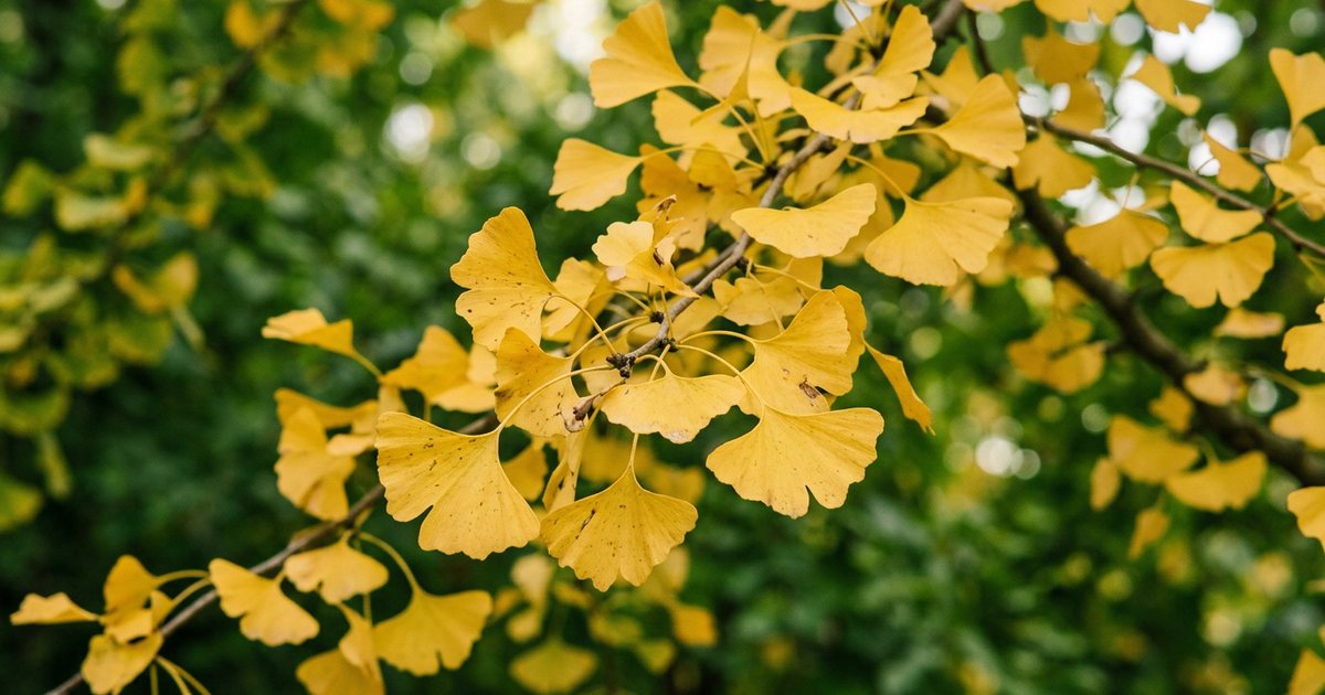 Ginkgo Biloba and Concentration: What the Evidence Suggests - GinkgoHub