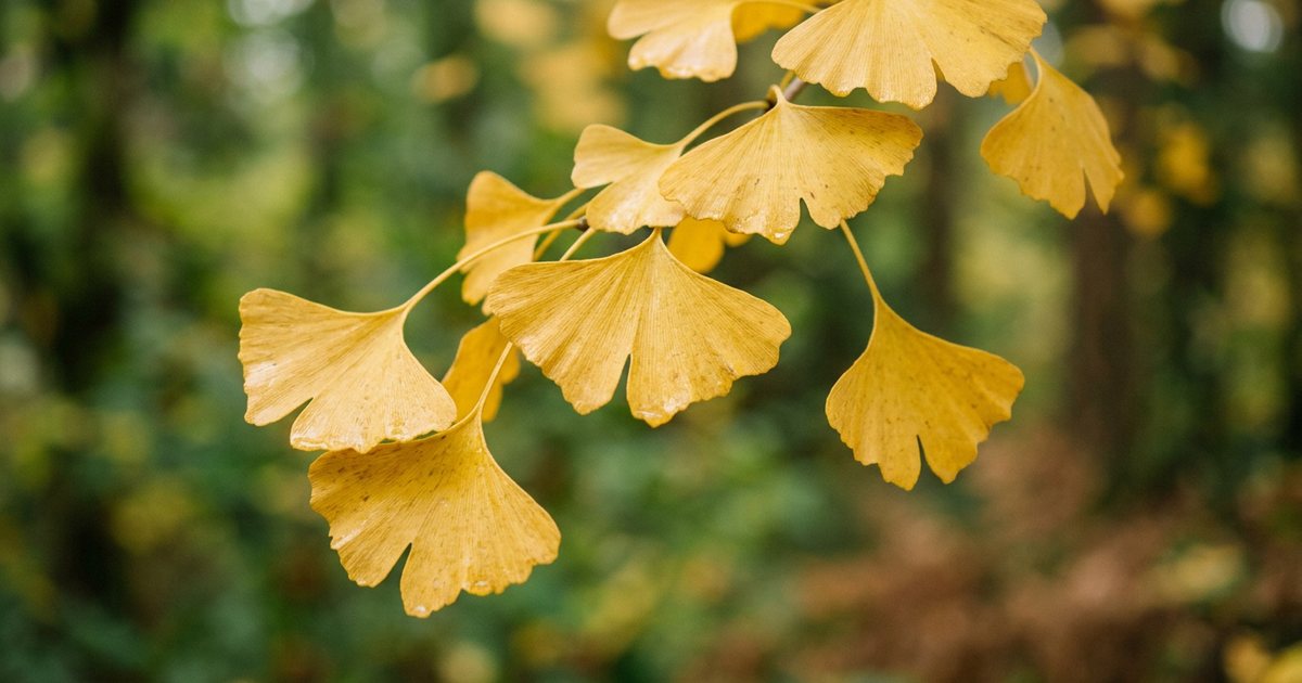 Ginkgo Biloba and Cognitive Support - GinkgoHub